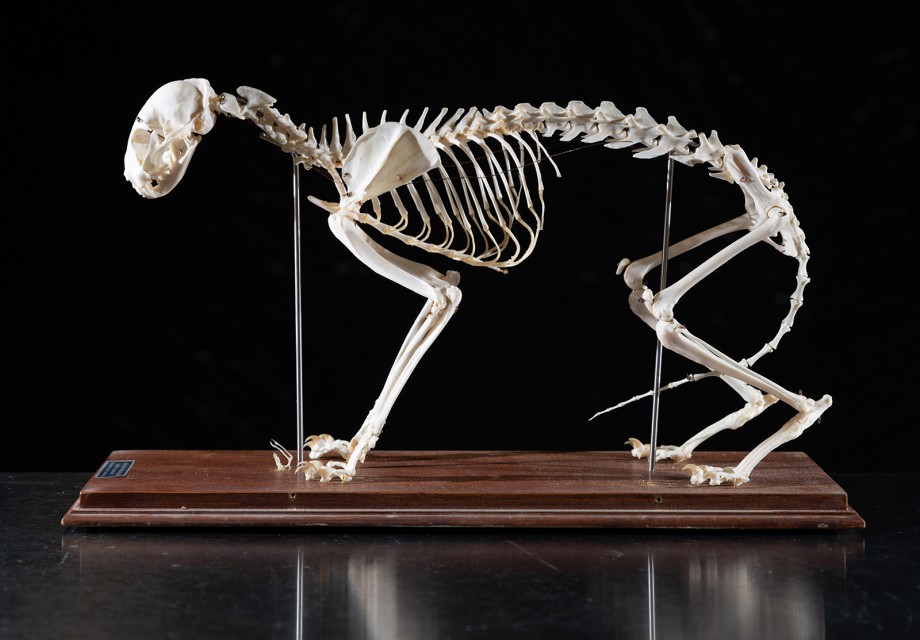 Skeleton of a domestic cat (Felix catus).
