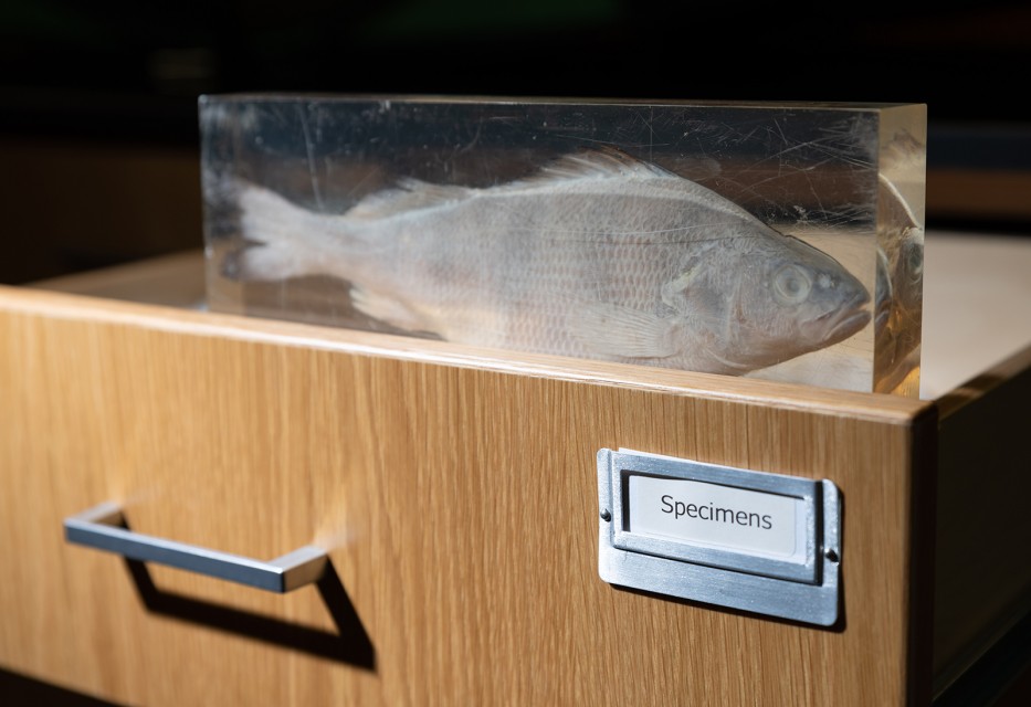 A fish, encased in resin, is part of the Biology Prep Lab’s vintage collection of specimens.