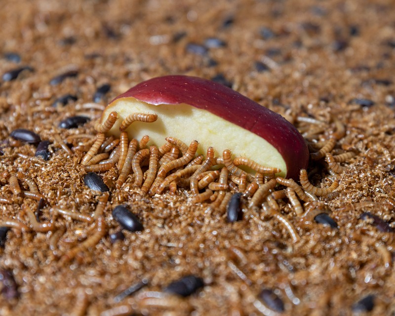 The Biology Prep Lab provides reagents, cultures, supplies, and equipment for the biology labs taught in Clough Commons. Pictured are mealworms, used for BIOL 2336 Ecology Lab, eating an apple.
