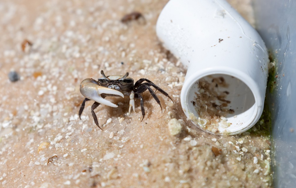 Male fiddler crabs use their large claw to frighten other males and to attract females.