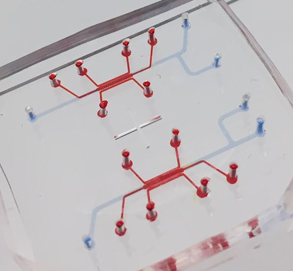 The blood-brain barrier on a chip is as small as many organs on chips, but it gives astrocytes lots of room to unfold in 3D. Credit: Georgia Tech / YongTae Kim lab The blood-brain barrier on a chip is as small as many organs on chips, but it gives astrocytes lots of room to unfold in 3D. Credit: Georgia Tech / YongTae Kim lab