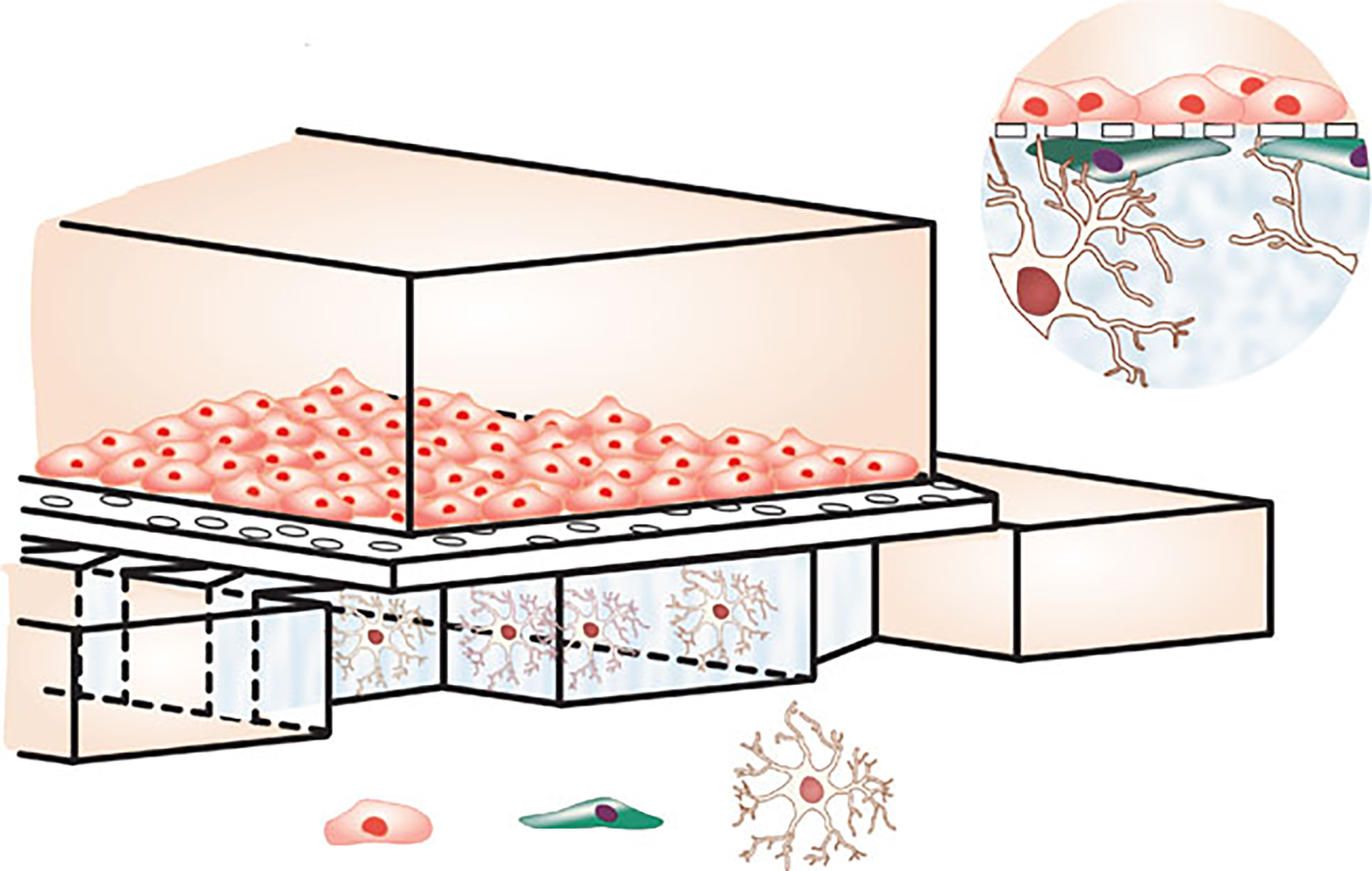 In the new blood-brain barrier on a chip, astrocytes (bottom) grow more naturally and function better. They interface with epithelial cells above them, and the better astrocyte health helps the rest of the culture function better, too. Credit: Georgia Tech / Kim lab / Yonsei University College of Medicine