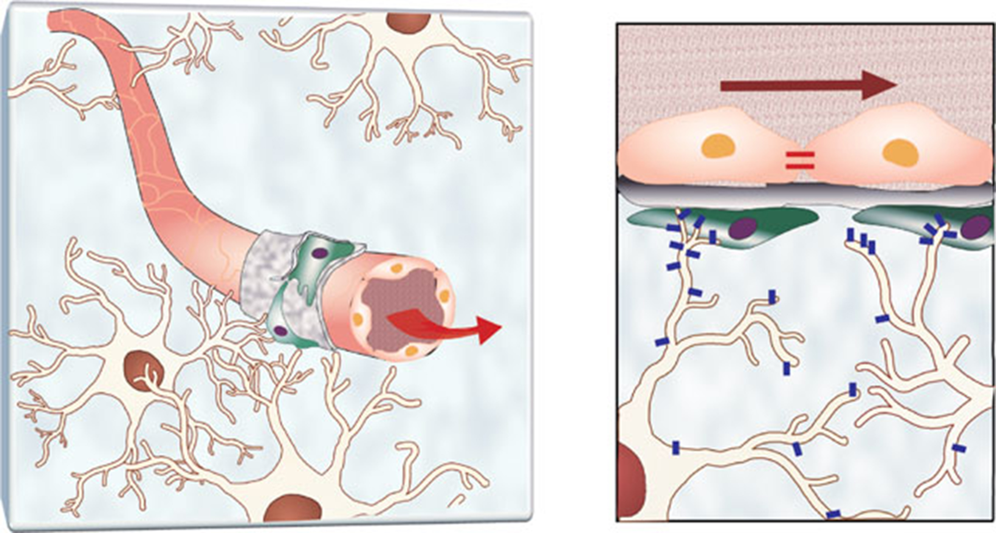 Illustration of human astrocytes (white) interfacing with endothelial cells in the vasculature. On the right, aquaporin-4 is expressed for the exchange of water and some nutrients and waste. Credit: Georgia Tech / Kim lab / Yonsei University College of Medicine