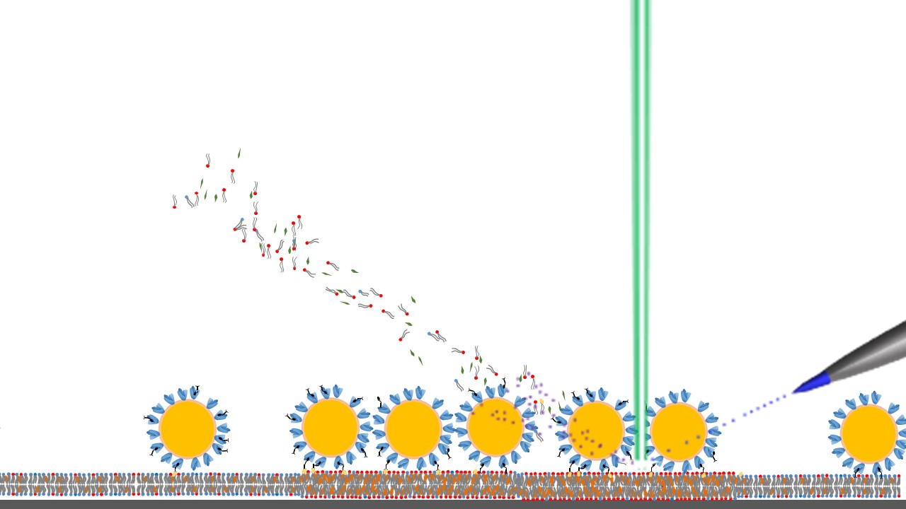 BeamMap uses an electron beam to image topology, provide localized heating to promote desorption and allow precise determination of the location of the spray capillary and electrospray impact area for imaging. The electrosprayed liquid beam at a controlled energy level is used to desorb and charge analytes for chemical imaging in BeamMap. BeamMap uses an electron beam to image topology, provide localized heating to promote desorption and allow precise determination of the location of the spray capillary and electrospray impact area for imaging. The electrosprayed liquid beam at a controlled energy level is used to desorb and charge analytes for chemical imaging in BeamMap.