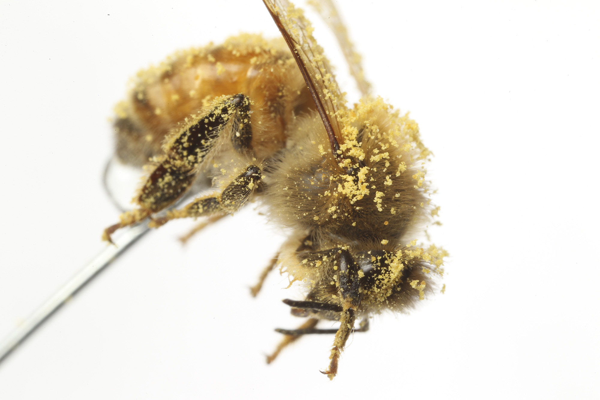 A honeybee covered by commercial pollen. Photo courtesy: Candler Hobbs, George W. Woodruff School of Mechanical Engineering