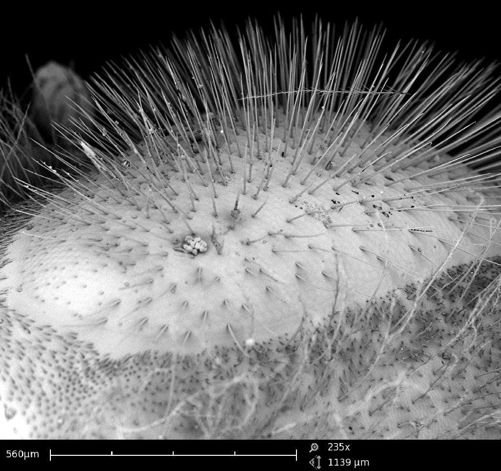 A microscopic image of the hairs of a bee's eye. Credit: Georgia Tech Center for Nanoscale Characterization