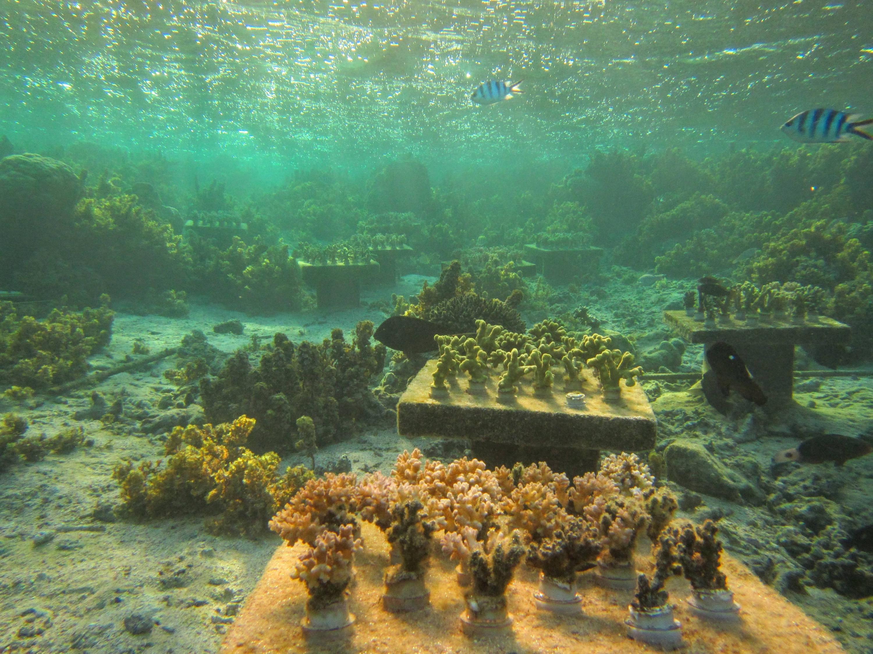 Tables with coral gardens painstakingly planted by Georgia Tech researcher Cody Clements. At bottom, the close up table shows Pocillopora corals developing a pattern of death where one individual started dying and then others fell like dominos. This table was a "monoculture." It contained only one species and not a group of species. Tables with groups of species did better than monoculture tables in the same reef area off of Fiji in the Pacific. Credit: Georgia Tech / Cory Clements