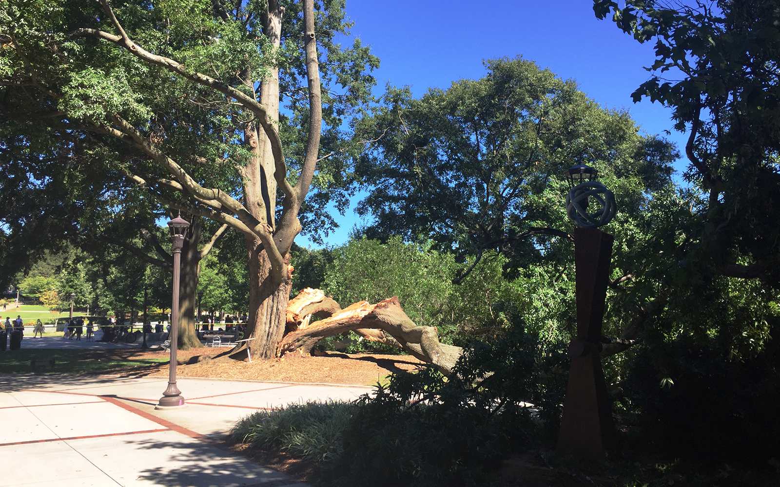 A large tree split near the Student Center on Sept. 18, 2018. A large tree split near the Student Center on Sept. 18, 2018.