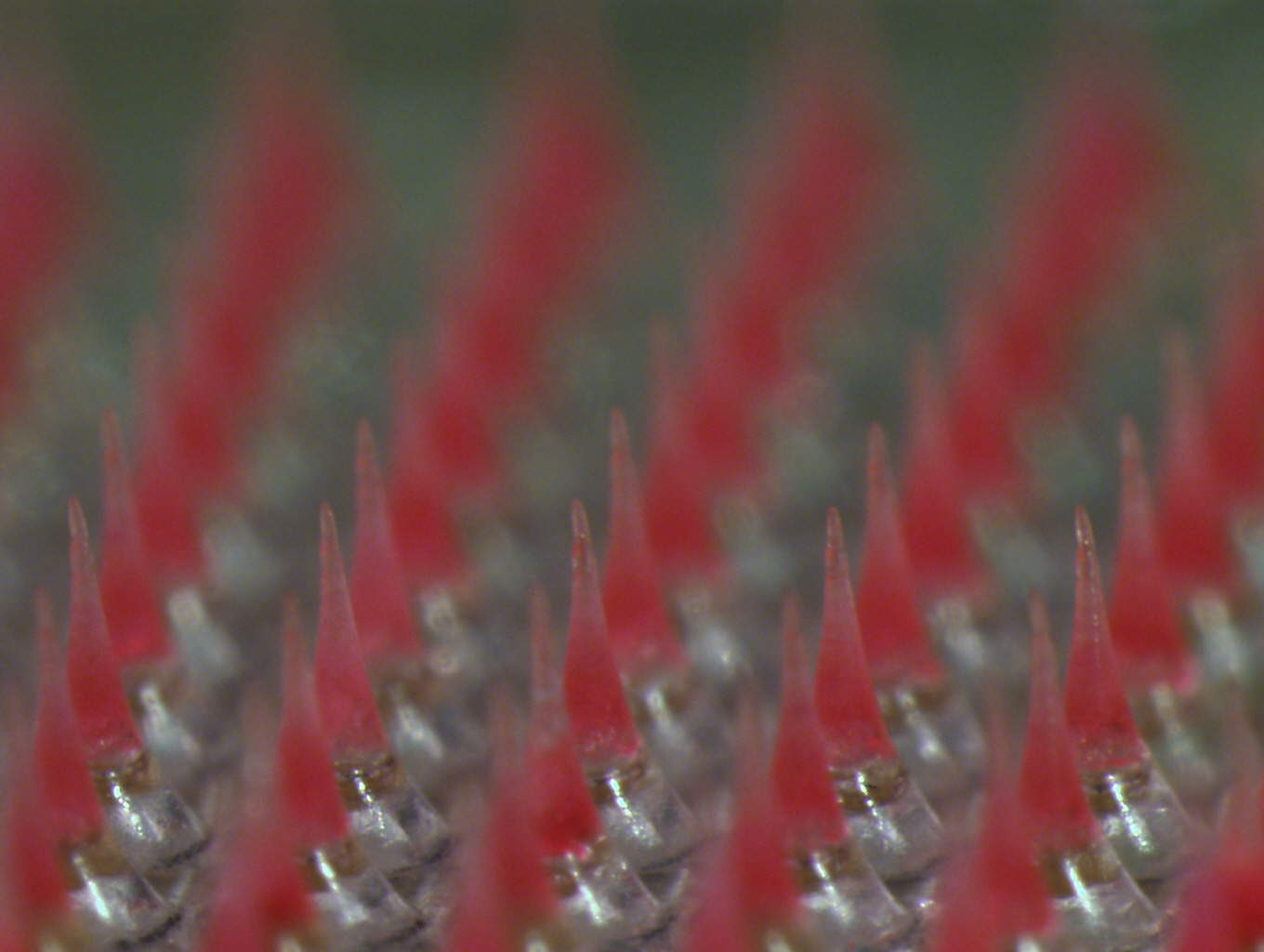 Microscope image shows microneedles containing the contraceptive drug levonorgestrel. The microneedles are less than one millimeter tall. (Credit: Wei Li, Georgia Tech)