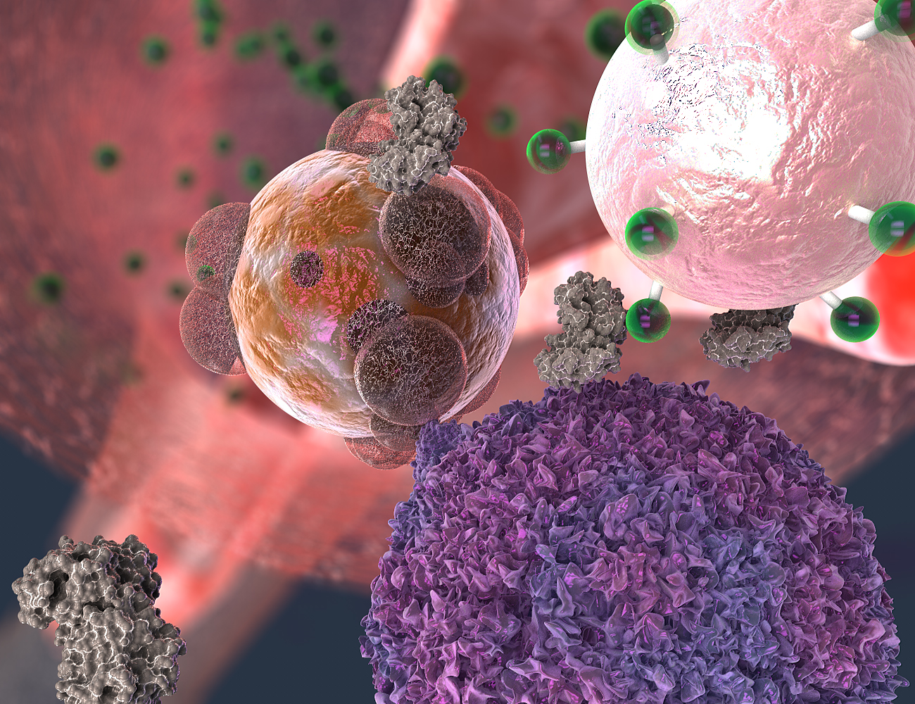 A T cell, here in purple, makes contact with a transplant organ cell, here in reddish brown. The T cell secretes the enzyme granzyme B, here in gray, which attacks the organ cell. But granzyme B also severs fluorescent signal molecules, in green, from the rejection detecting nanoparticle, in light pink. The signal molecules make their way into the urine, where they give off a fluorescent cue. Georgia Tech / EllaMaru Studio (work for hire, all rights GT, free for distribution). A T cell, here in purple, makes contact with a transplant organ cell, here in reddish brown. The T cell secretes the enzyme granzyme B, here in gray, which attacks the organ cell. But granzyme B also severs fluorescent signal molecules, in green, from the rejection detecting nanoparticle, in light pink. The signal molecules make their way into the urine, where they give off a fluorescent cue. Georgia Tech / EllaMaru Studio (work for hire, all rights GT, free for distribution).