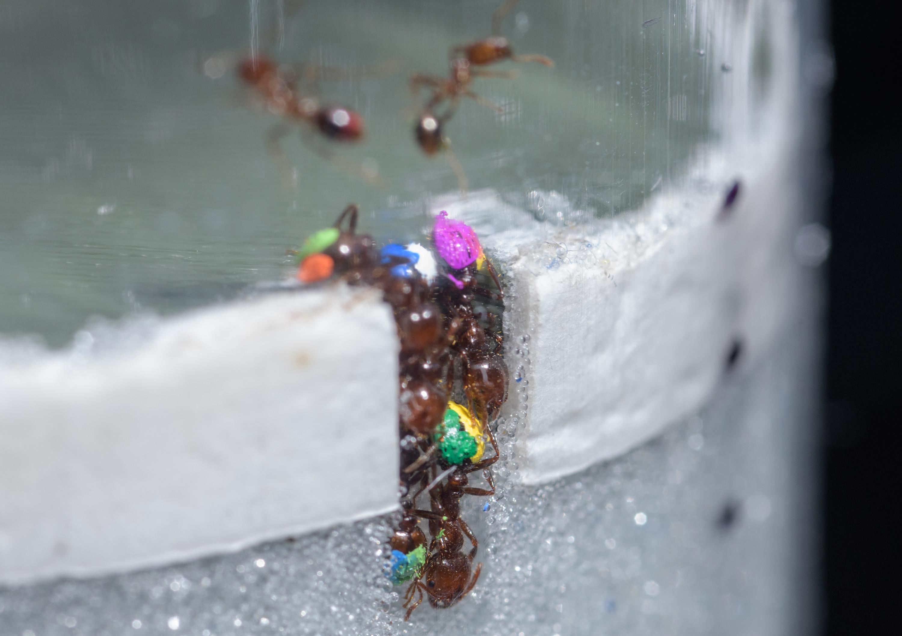 To understand their strategies for working effectively without clogging traffic jams, researchers studied how fire ants dug tunnels in glass particles that simulated soil. (Credit: Rob Felt, Georgia Tech) To understand their strategies for working effectively without clogging traffic jams, researchers studied how fire ants dug tunnels in glass particles that simulated soil. (Credit: Rob Felt, Georgia Tech)