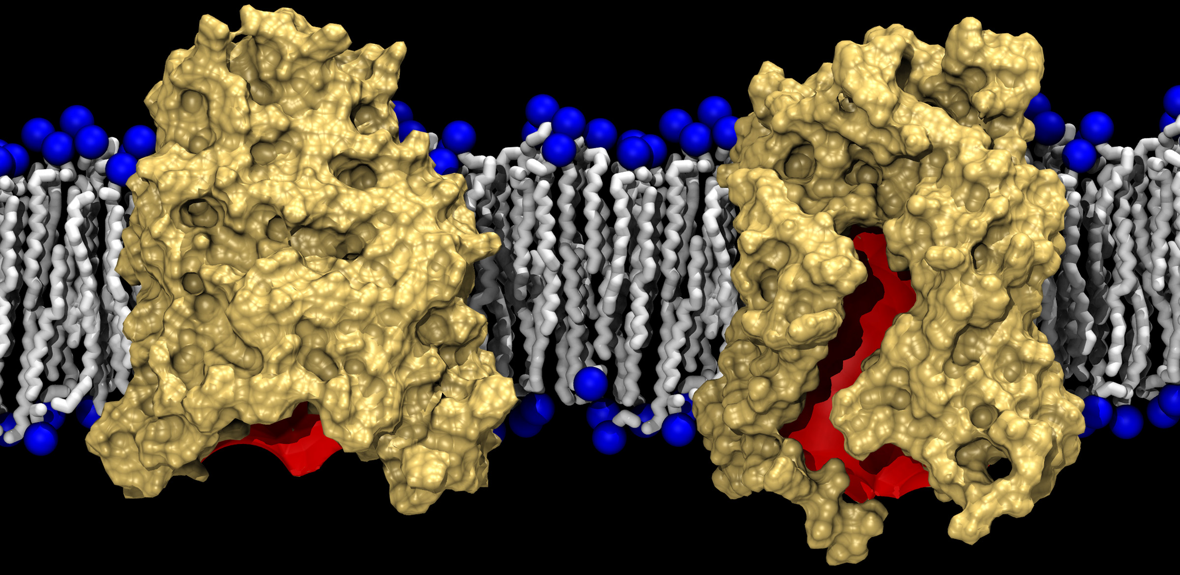 This graphic shows two conformations of BamA (gold) against a lipid bilayer background. The left side shows the crystallized form of BamA, almost completely closed, while the right shows a laterally open state revealed by the simulations. The red color denotes the interior of the barrel. (Courtesy of J.C. Gumbart) This graphic shows two conformations of BamA (gold) against a lipid bilayer background. The left side shows the crystallized form of BamA, almost completely closed, while the right shows a laterally open state revealed by the simulations. The red color denotes the interior of the barrel. (Courtesy of J.C. Gumbart)