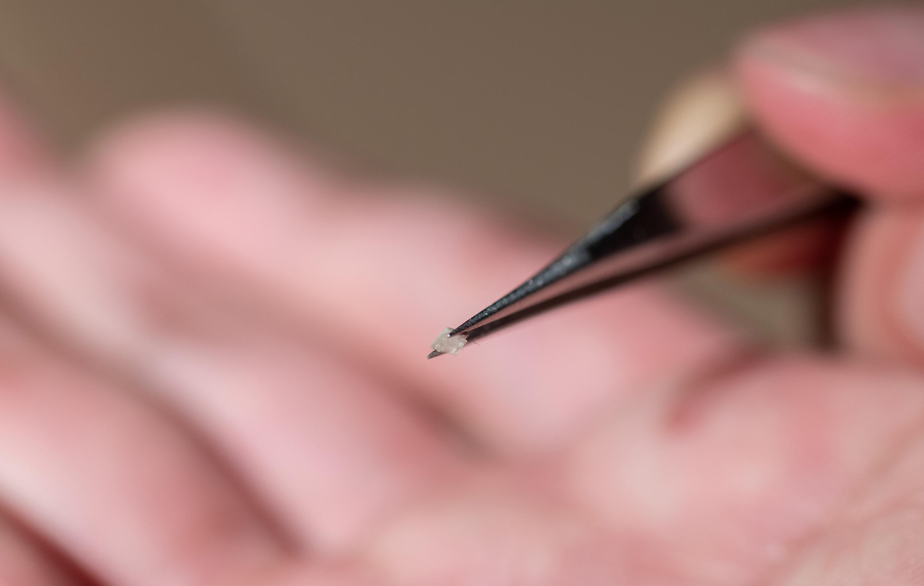 Close-up photo shows a micro-bristle-bot, which is about two millimeters in length – about the size of the world’s smallest ant. (Photo: Allison Carter, Georgia Tech)
