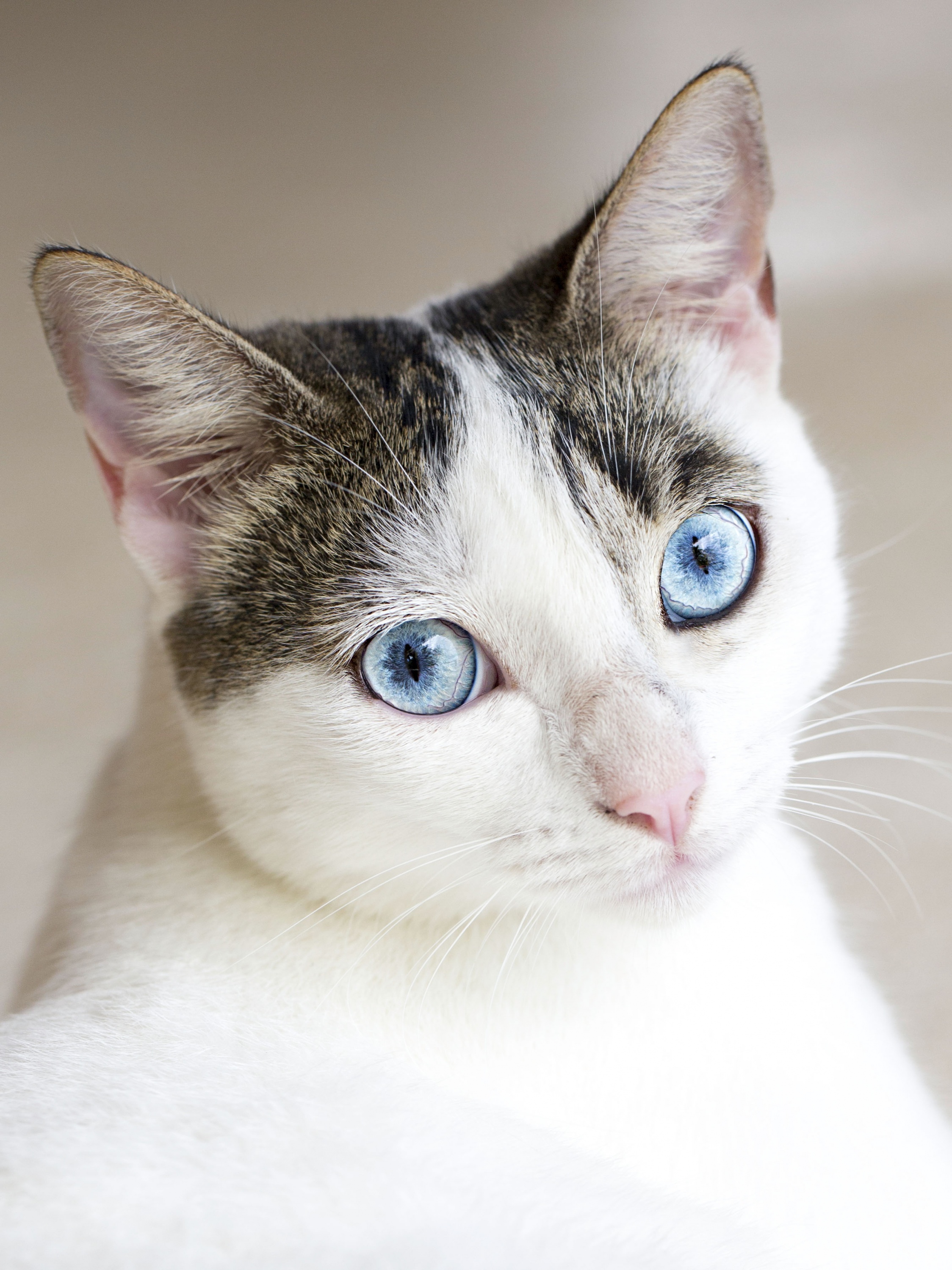 Because of its hair, a cat has the true surface area as a ping pong table.