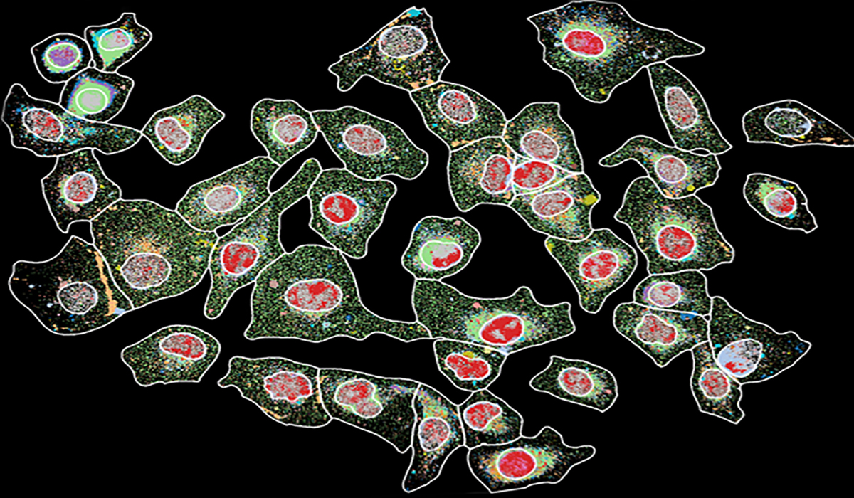 Cell signaling in action. - Photo provided by Ahmet Coskun Cell signaling in action. - Photo provided by Ahmet Coskun