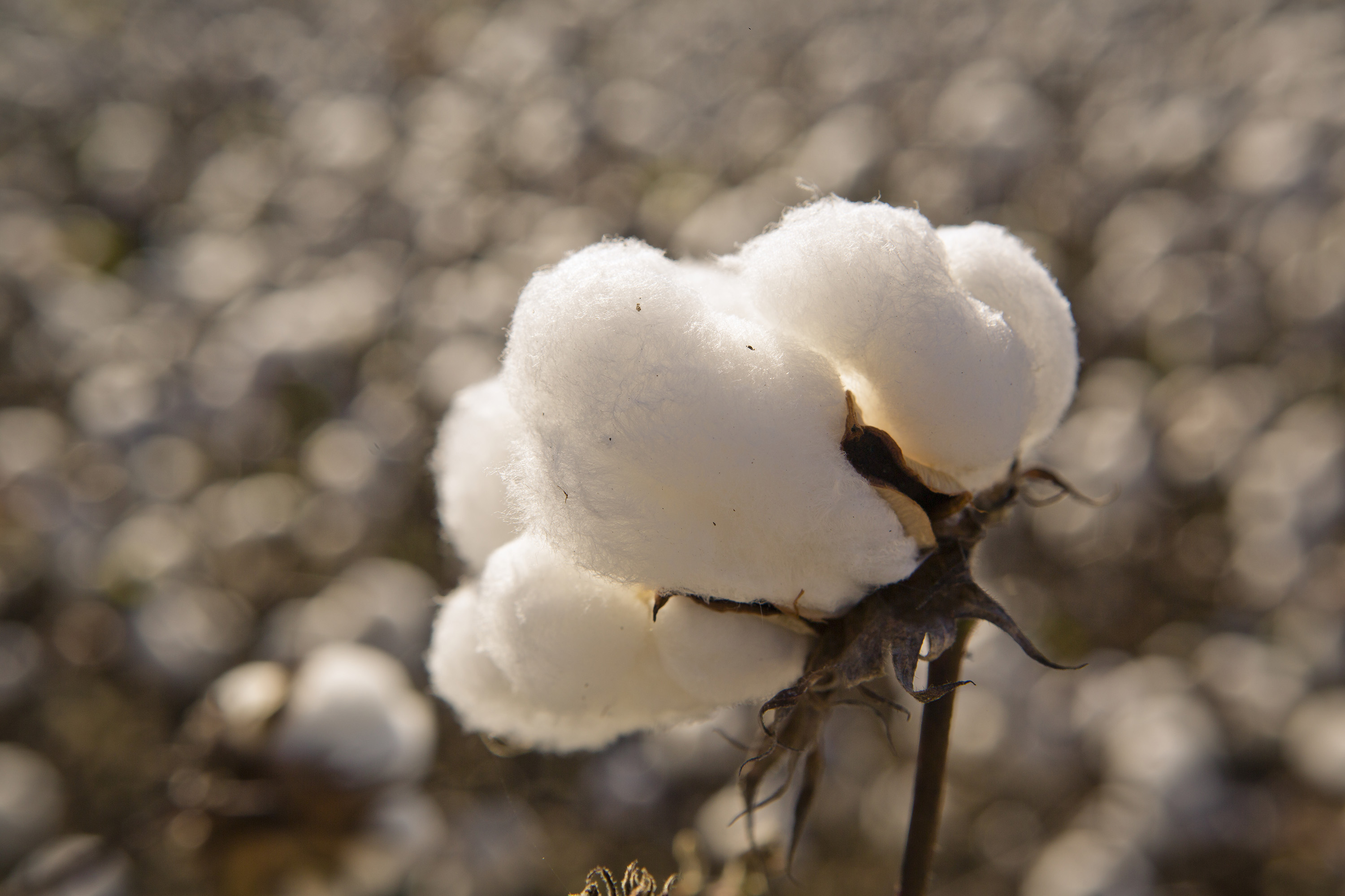 Chemically-modified cotton fibers are the basis for electrodes used in a new biofuel cell powered by glucose. (Credit: Georgia Department of Economic Development)