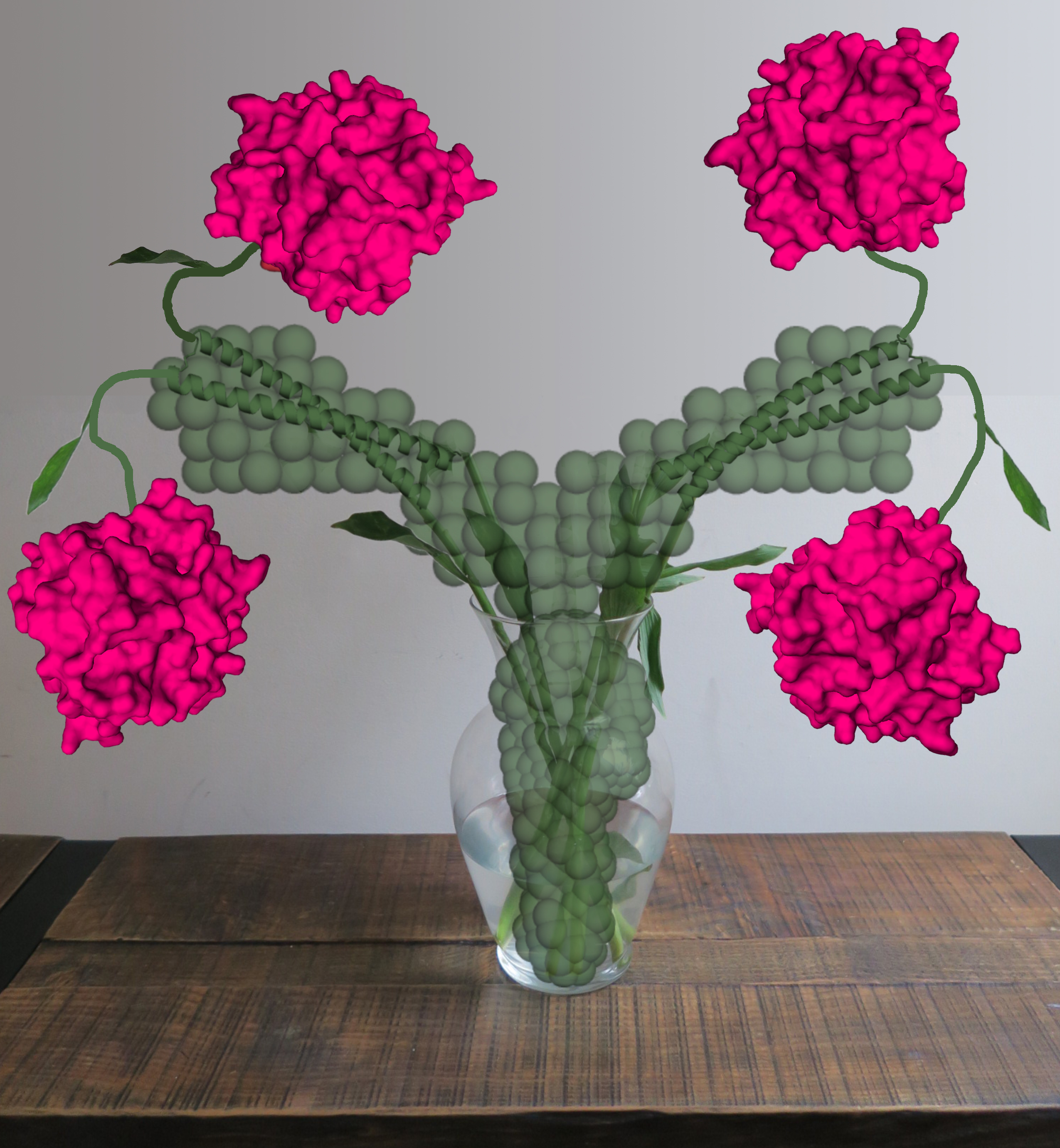The newly discovered Y-shape at the base of myocilin joins together four well-known protein shapes called olfactomedins, or propellers, in groups of four. Understanding myocilin is important to certain kinds of hereditary glaucoma. The artist of this depiction, Raquel Lieberman, is the principal investigator of the team that confirmed a Y-shaped structure, the first ever found that was encoded as such by a gene and not constructed out of protein component parts. Credit: Georgia Tech / Raquel Lieberman