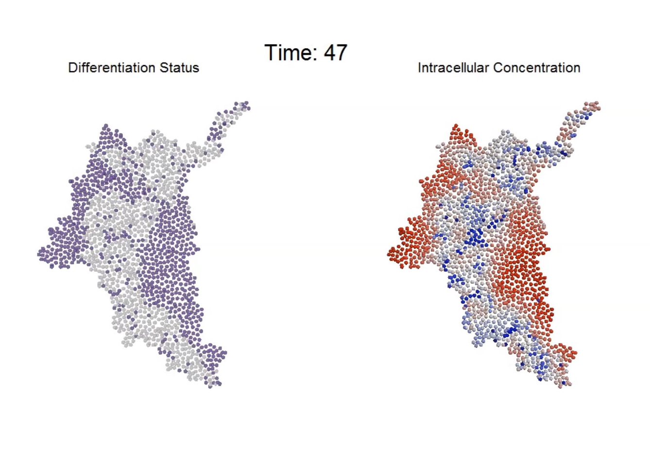 An agent-based computational model simulates the progression of intracellular molecular gradients and resultant differentiation patterns that emerge within a multicellular system. (Credit: Chad Glen, Georgia Tech) An agent-based computational model simulates the progression of intracellular molecular gradients and resultant differentiation patterns that emerge within a multicellular system. (Credit: Chad Glen, Georgia Tech)