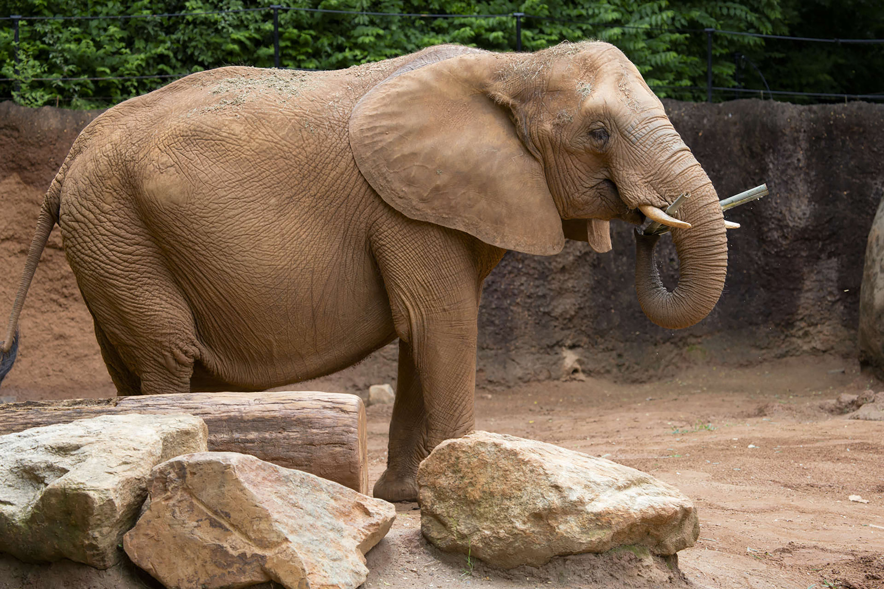 A new study demonstrates the physics that elephants use to feed themselves the massive quantities of leaves, fruit and roots needed to sustain their multi-ton bodies. (Credit: Zoo Atlanta)