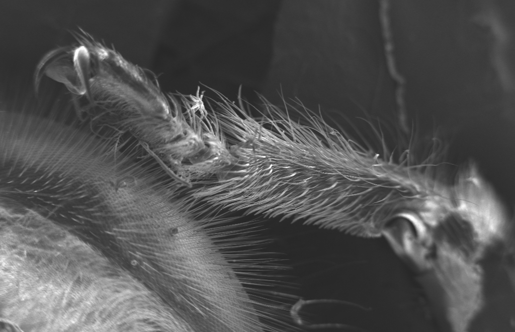 A microscopic image of a honeybee's leg hair. Photo courtesy: Georgia Tech Center for Nanoscale Characterization