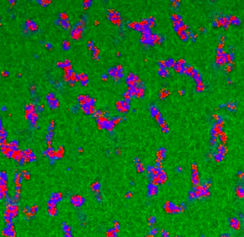 Visualization shows the microgel network architecture in fibrin–microgel composite materials. Confocal microscopy images of fluorescently labeled microgels (shown in blue and red) and fibrin (shown in green) demonstrate that at a critical volume fraction, the microgels form an interconnected tunnel network within the fibrous fibrin matrix. Microgels are tightly packed and only slightly jiggle around within the microgel domains. (Credit: Alison Douglas)
