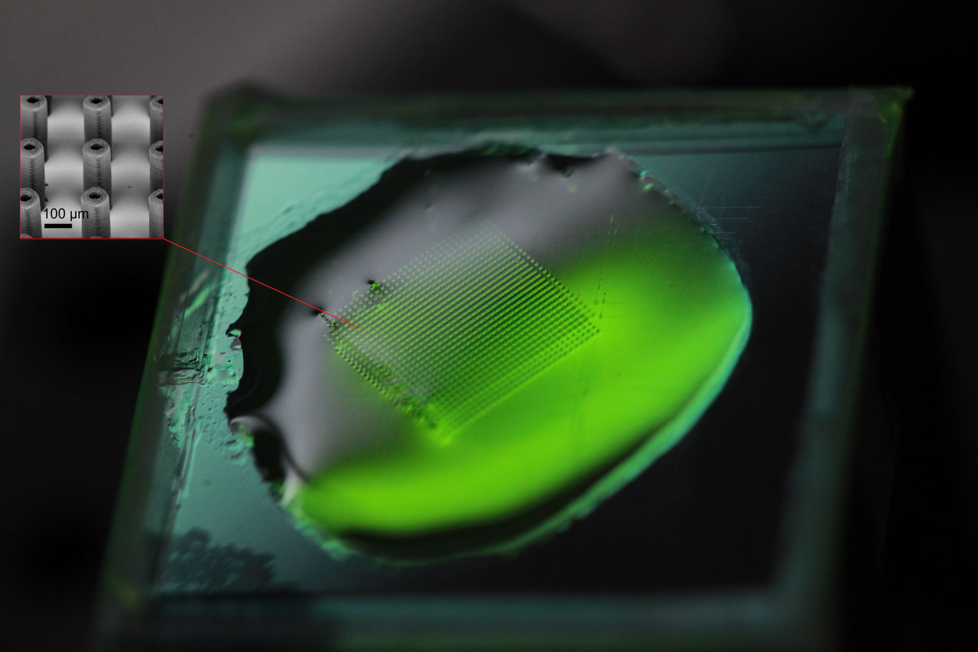 Image shows a printed micropillar forest submerged in the photopolymer resist prior to development. The forest contains 900 micropillars over a 7 mm × 7 mm area and was printed in less than 90 minutes as compared to more than a day of printing with serial techniques. (Credit: Vu Nguyen and Sourabh Saha)