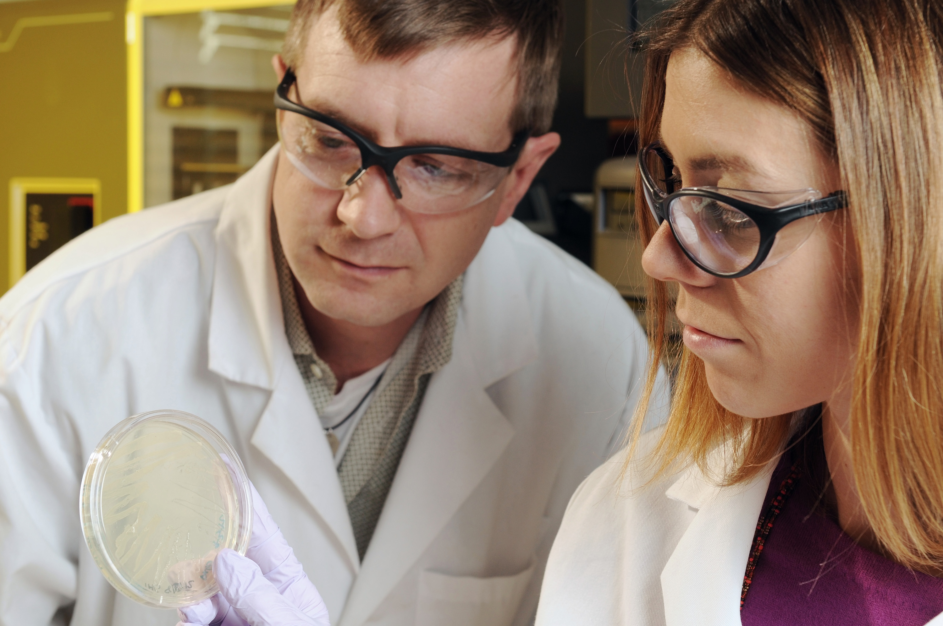 Associate Professor Tom Barker and Research Scientist Ashley Brown examine bacteria growing on a plate, part of a technique for evolving antibodies used in their research on platelet-like particles. (Georgia Tech Photo: Gary Meek) Associate Professor Tom Barker and Research Scientist Ashley Brown examine bacteria growing on a plate, part of a technique for evolving antibodies used in their research on platelet-like particles. (Georgia Tech Photo: Gary Meek)