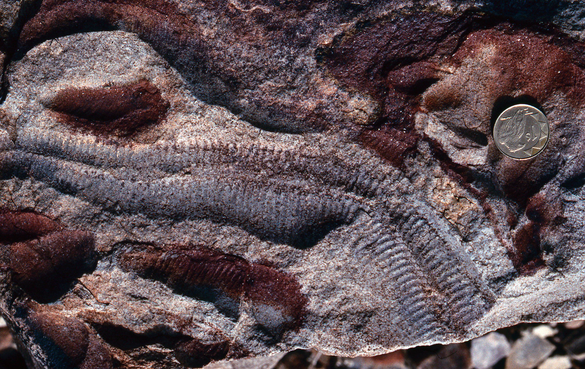 Earliest animals evolved in the mid to late Proterozoic Eon and lie deep in the fossil record. Depicted in the photo is an example of the Pteridinium genus. Credit: Douglas Erwin / National Museum of Natural History