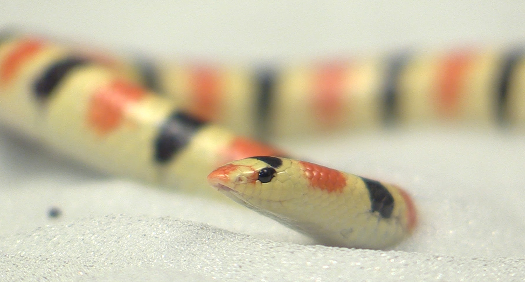 The shovel-nosed snake, which is found in the Mojave Desert of the southeast United States, has an elongated body and low-friction skin, which allow it to swim through sand rapidly and efficiently. It is shown here in a bed of sand in a Georgia Tech laboratory. (Credit: Jason Maderer)