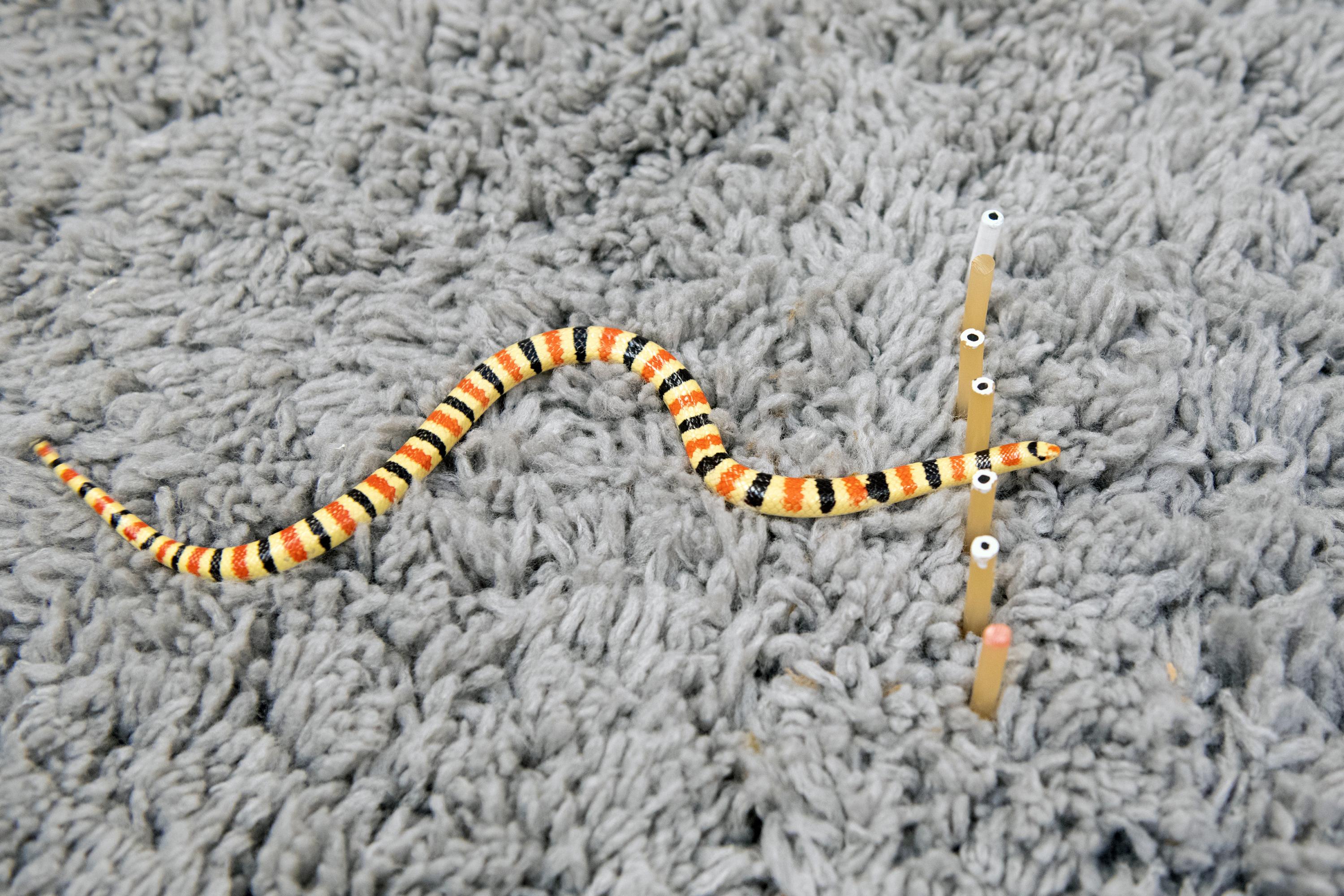 A Western Shovel-nosed snake moves through a force-sensitive set of rubber pegs. The pegs altered the direction of the snakes’ travel, but didn’t vary the waveform they used to move. (Photo: Allison Carter, Georgia Tech) A Western Shovel-nosed snake moves through a force-sensitive set of rubber pegs. The pegs altered the direction of the snakes’ travel, but didn’t vary the waveform they used to move. (Photo: Allison Carter, Georgia Tech)