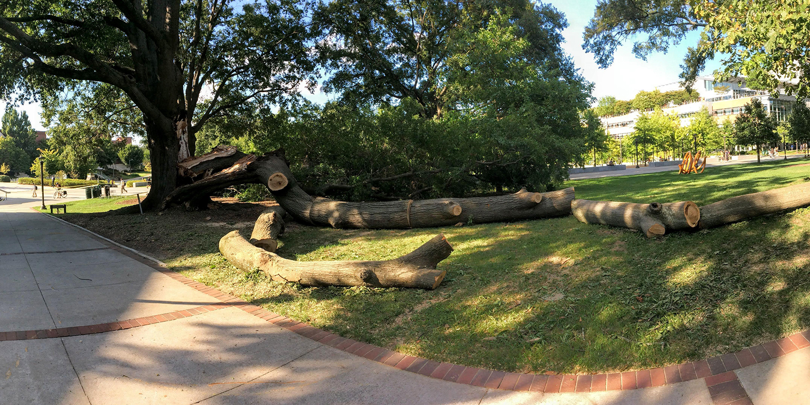 Willow Oak in pieces. Image via reddit