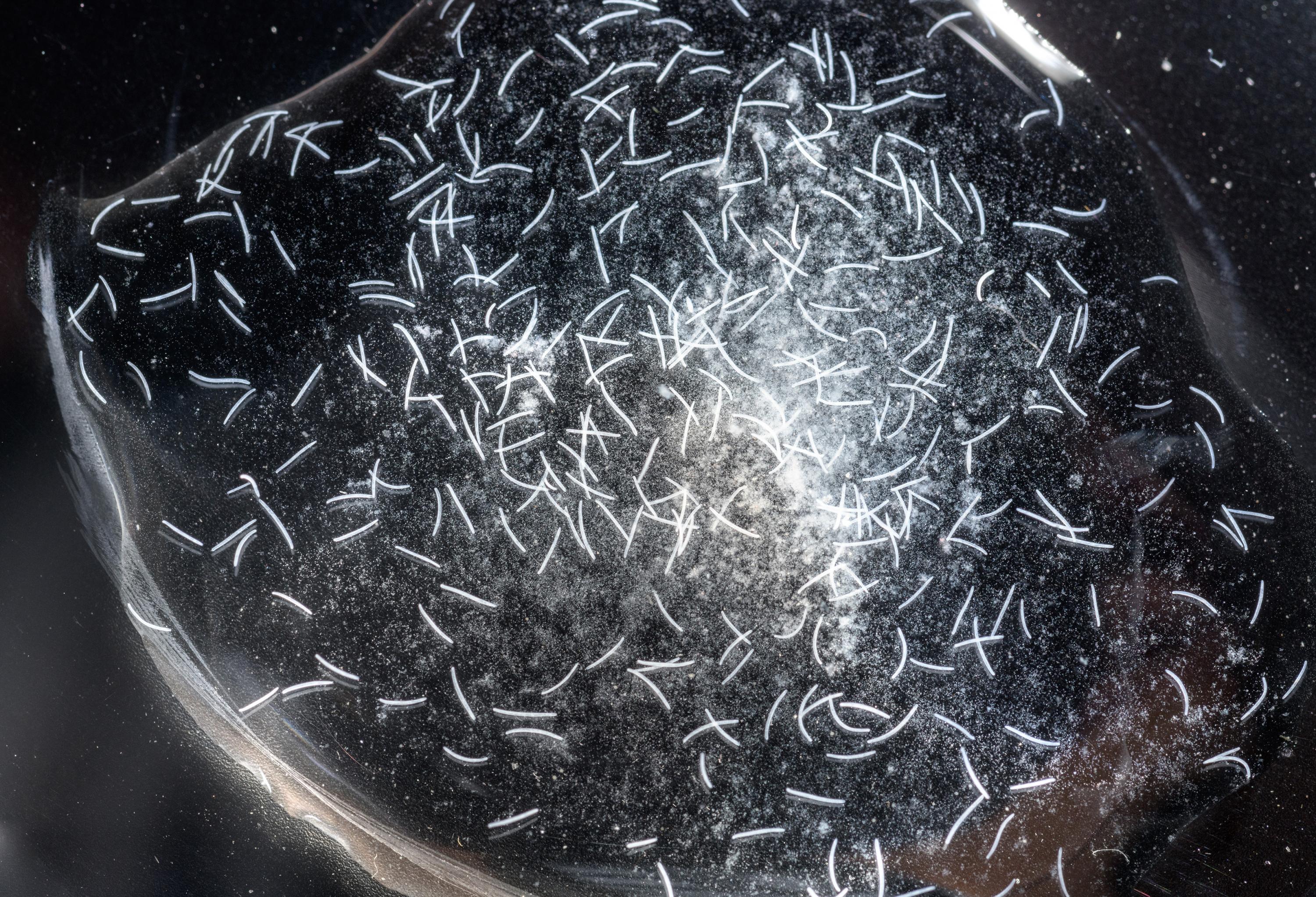 With support from the National Science Foundation, Georgia Tech researchers are studying Spirostomum ambiguum, a tiny single-celled protozoan that achieves blazing-fast acceleration while contracting its worm-like body. (Credit: Rob Felt, Georgia Tech) With support from the National Science Foundation, Georgia Tech researchers are studying Spirostomum ambiguum, a tiny single-celled protozoan that achieves blazing-fast acceleration while contracting its worm-like body. (Credit: Rob Felt, Georgia Tech)