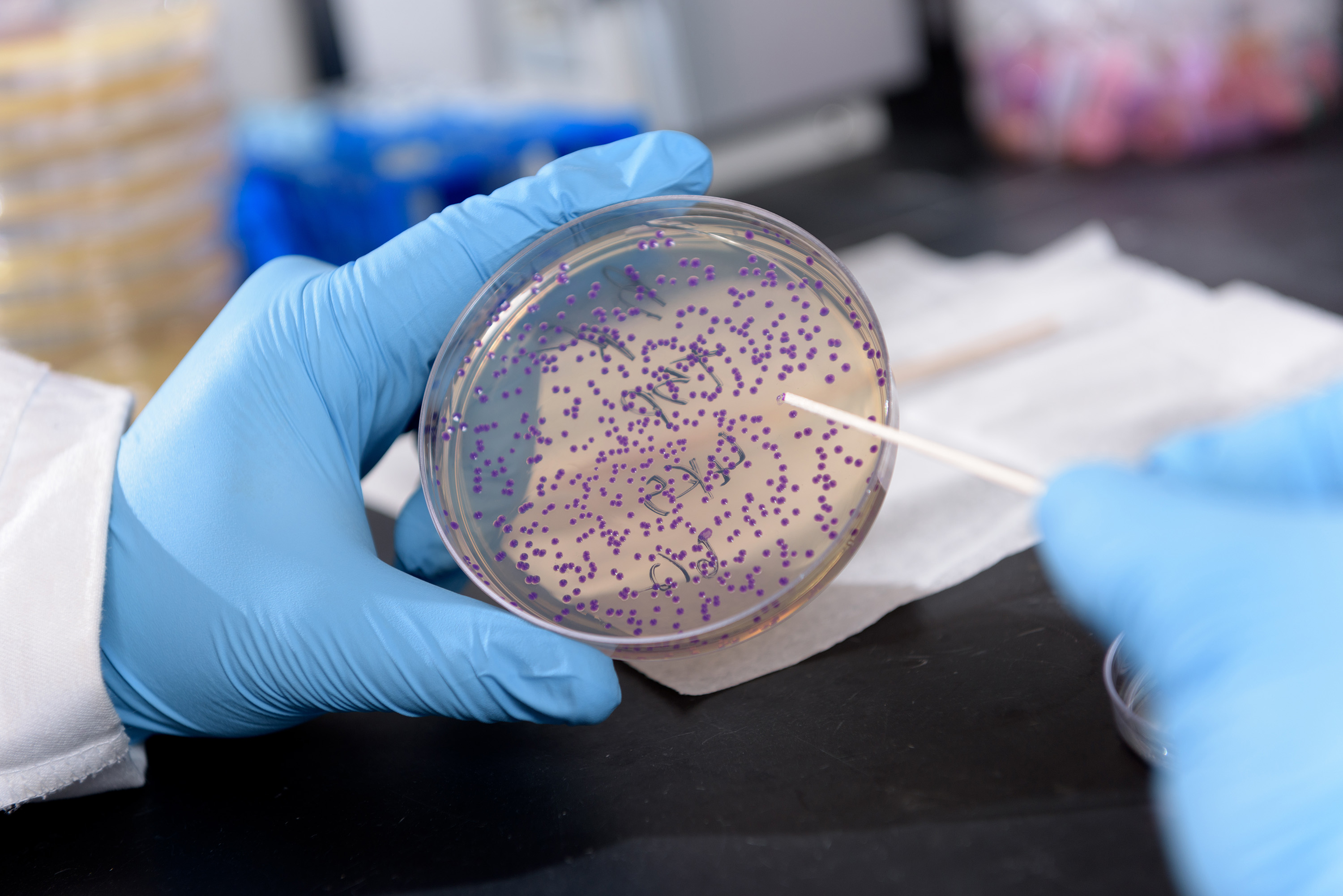 Georgia Tech graduate research assistant Daniel Watstein holds a plate containing E. coli that is producing a purple pigment in response to levels of zinc. The bacterium could be used to detect nutritional deficiencies in resource-limited areas of the world. Purple would indicate low levels of the micronutrient. (Credit: Rob Felt, Georgia Tech)
