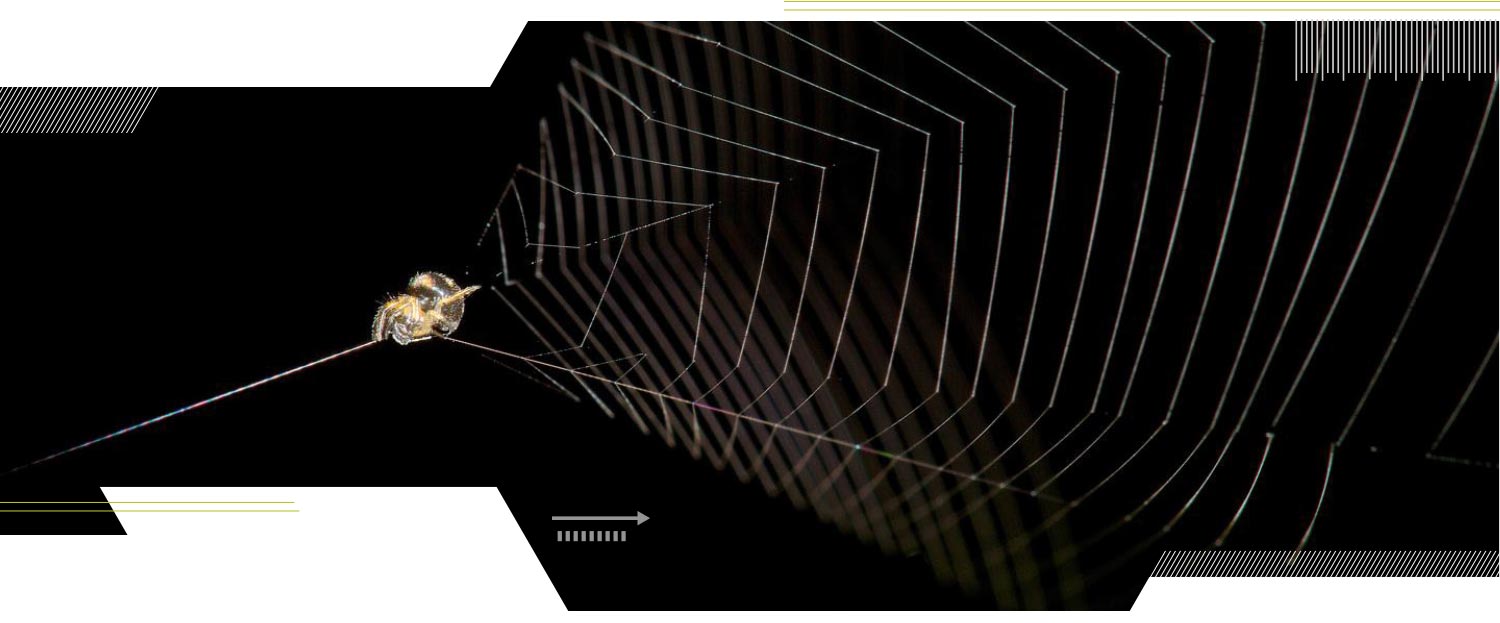 A spider at the edge of a web