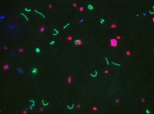 bacteria Konstantinidis.jpeg
