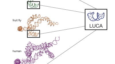 In a new study, scientists compared three-dimensional structures of ribosomes from a variety of species of varying biological complexity, including humans, yeast, bacteria and archaea. The researchers found distinct fingerprints in the ribosomes where new structures were added to the ribosomal surface without altering the pre-existing ribosomal core, which originated over 3 billion years ago before the last universal common ancestor (LUCA) of life. Credit: Loren Williams/Georgia Institute of Technology.